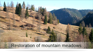 Restoration of mountain meadows